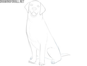 How to Draw a Sitting Dog