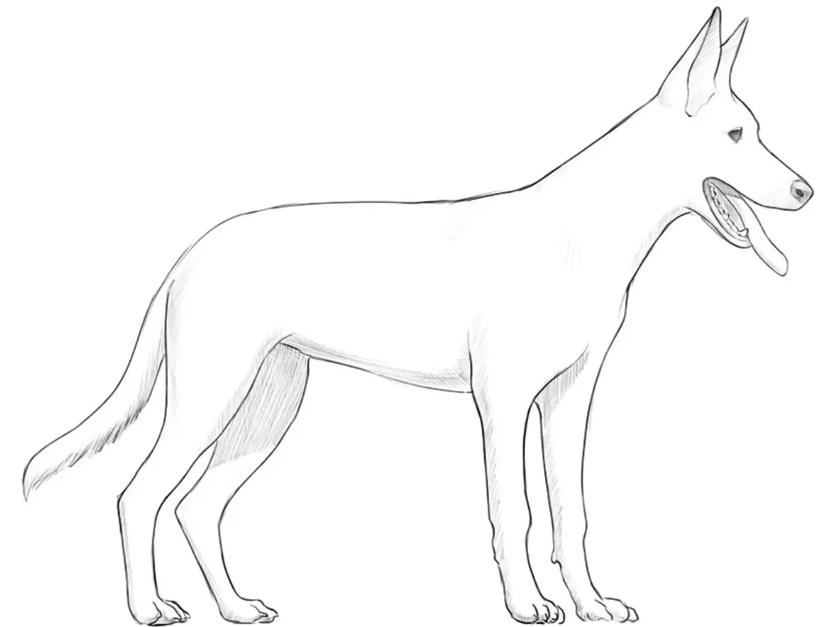 Dog drawing in a realistic style with dimensional shadows.