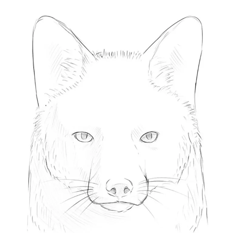 How to Draw a Fox Face