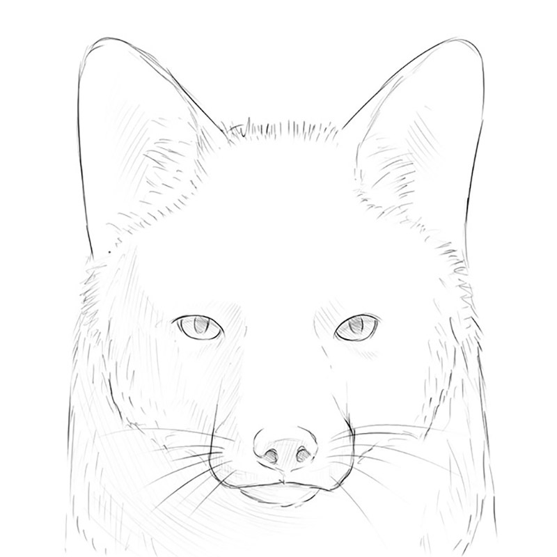 how to draw a fox face