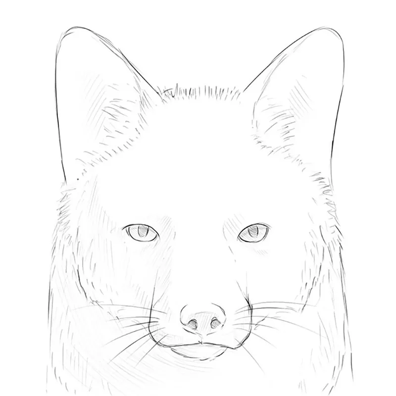 How To Draw A Fox Face Step By Step