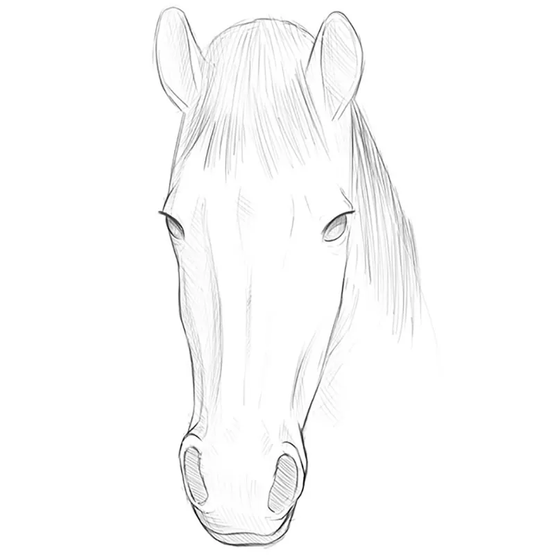 Drawing horses, Draw a Horse's Face in 3 Steps