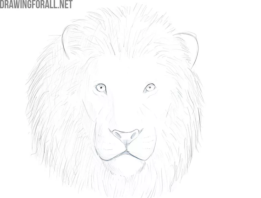 how to draw a lion face easy