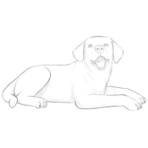 how to draw a lying dog