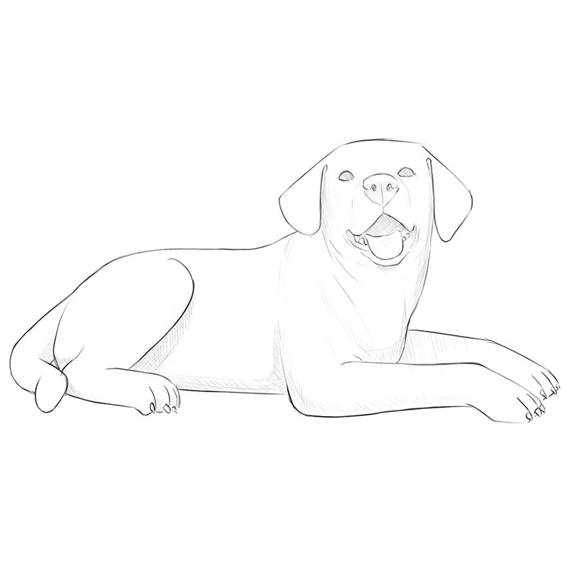 How to Draw a Lying Dog