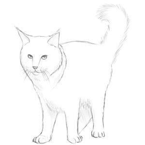 how to draw a maine coon cat