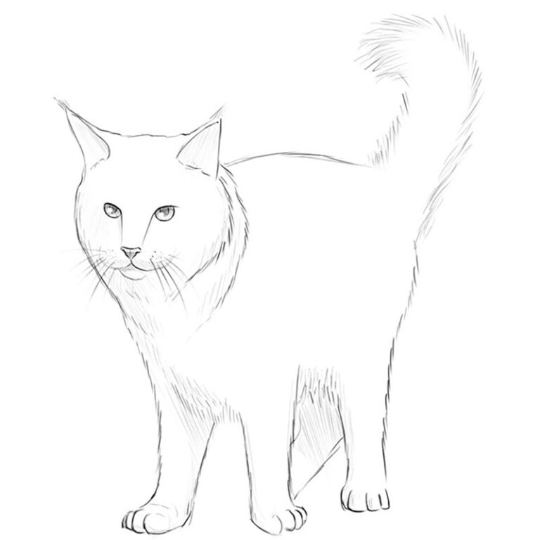 How to Draw a Maine Coon Cat