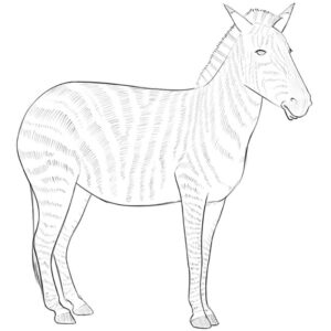 how to draw a zebra easy