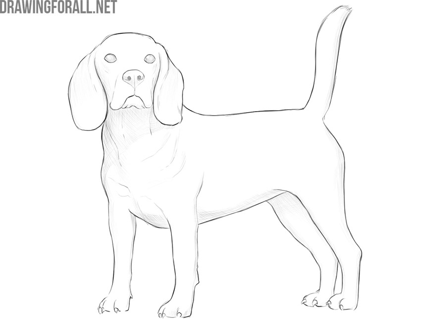 how to draw a realistic dog