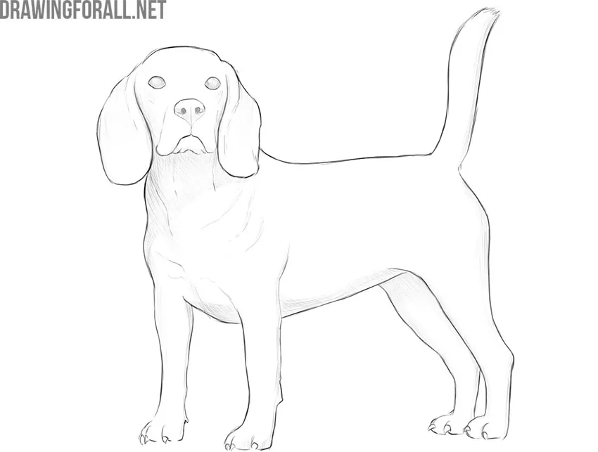  comment dessiner un chien réaliste 