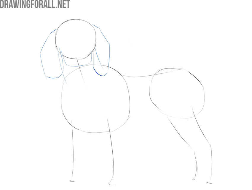 how to draw a realistic dog body