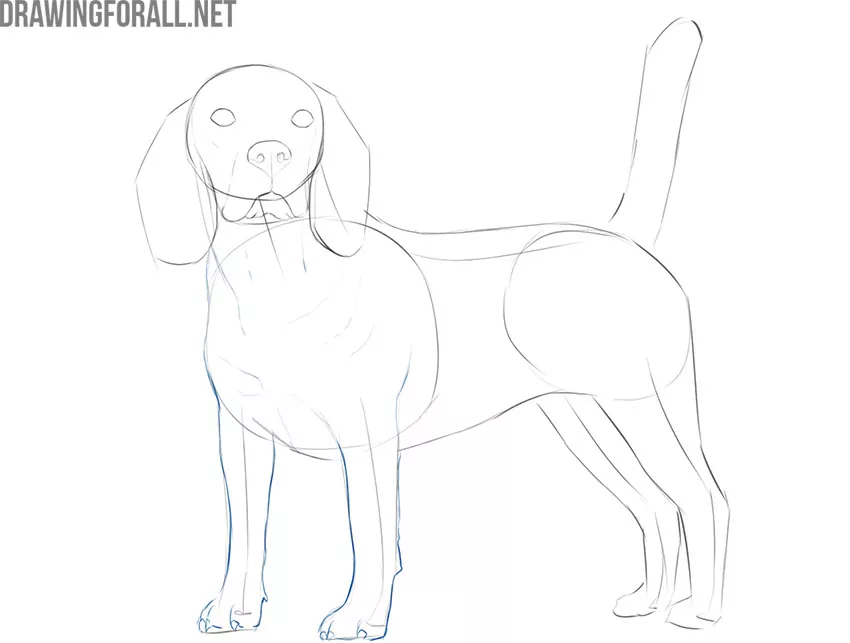 how to draw a realistic dog easy step by step
