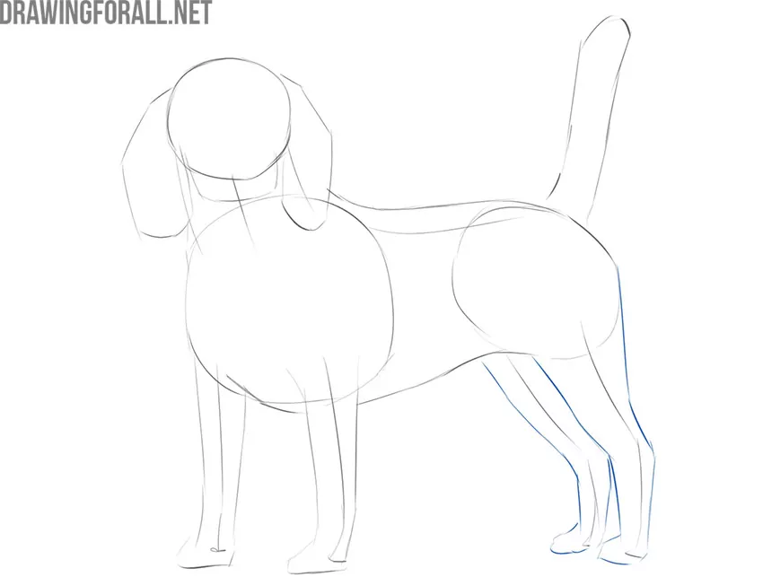 how to draw a realistic dog easy