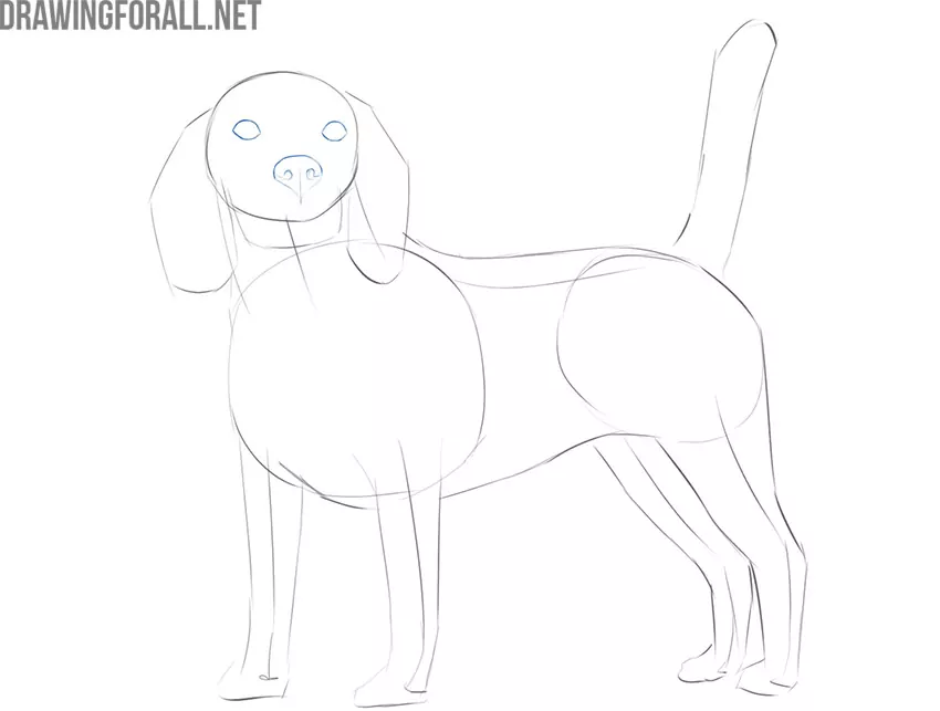 cómo dibujar una cara de perro realista para principiantes