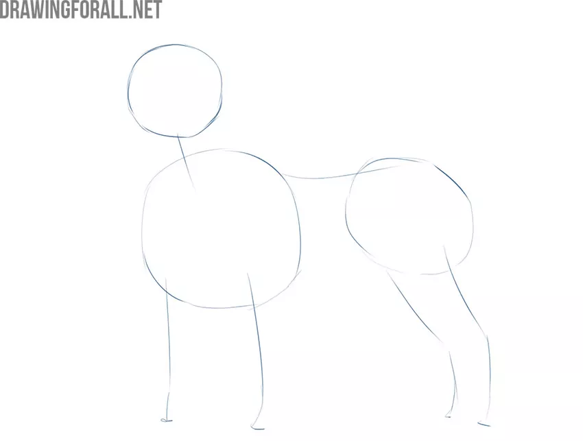 how to draw a realistic dog full body