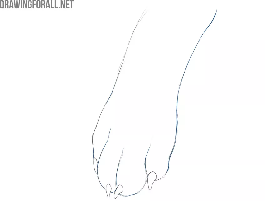 how to draw a realistic dog paw