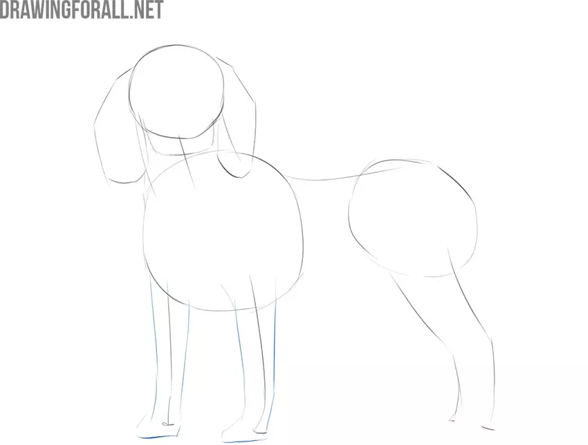 How to Draw a Realistic Dog