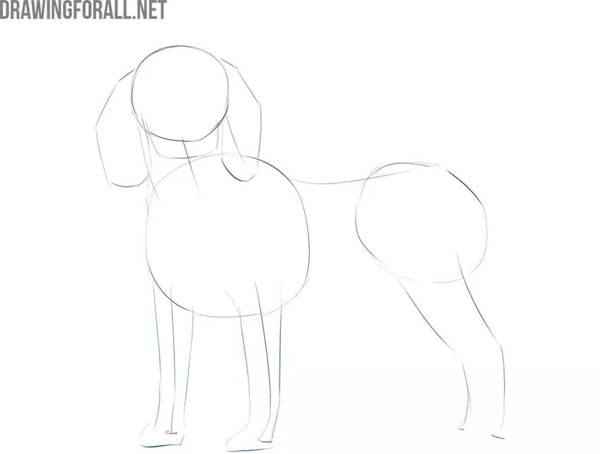 come disegnare un cane realistico passo dopo passo per principianti