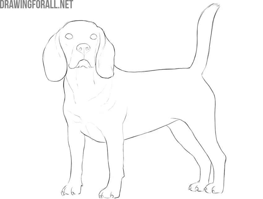 how to draw a realistic dog step by step