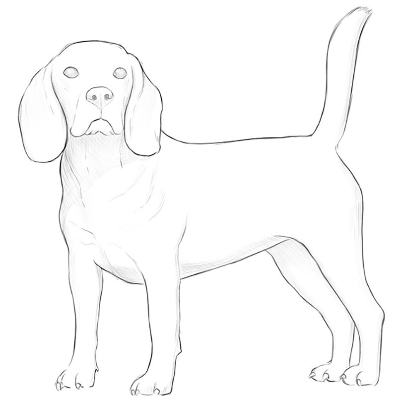 Cute Dog Sketch. Black And White Watercolor Illustration. Stock Photo,  Picture and Royalty Free Image. Image 64890015.