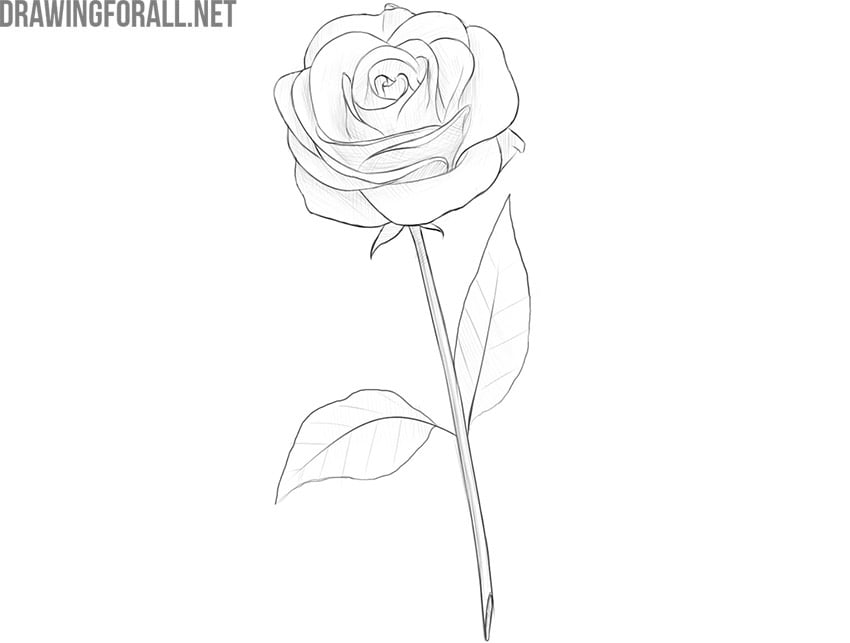 how to draw a rose