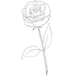 How to Draw a Rose Flower
