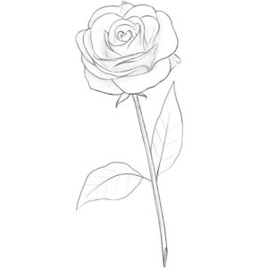 how to draw a rose flower