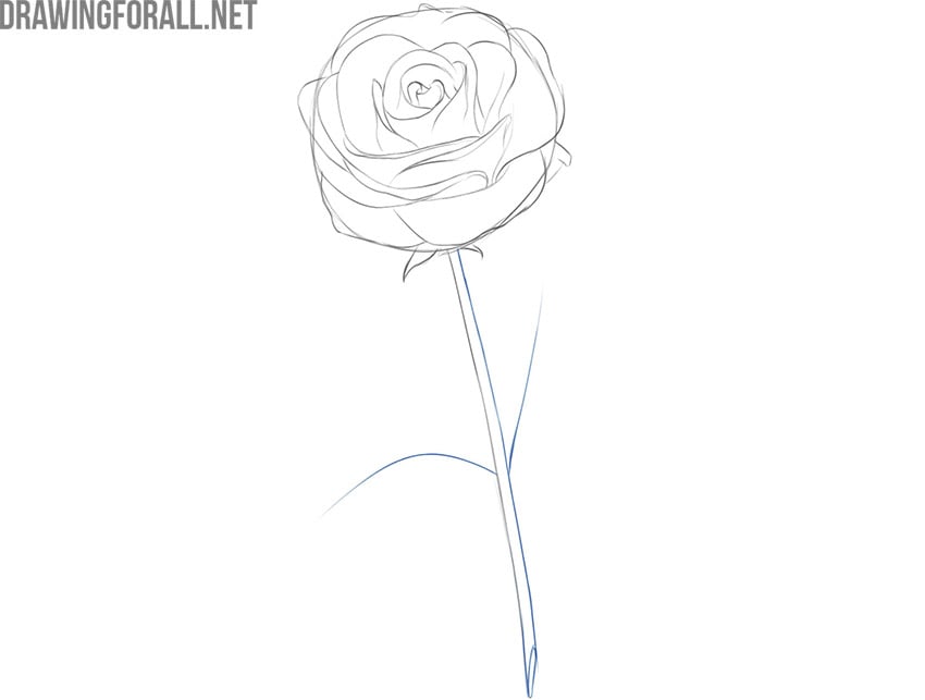 how to draw a rose flower step by step