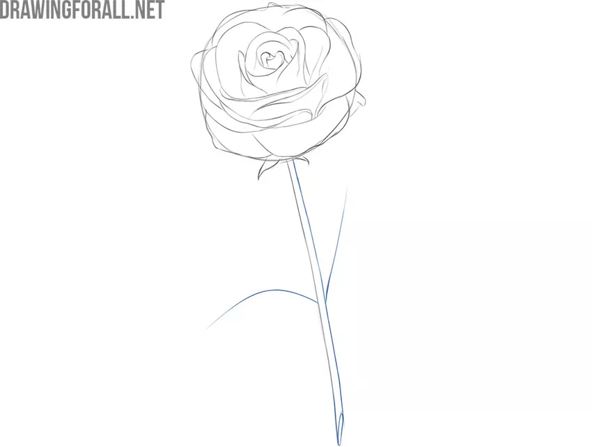 how to draw a rose flower step by step