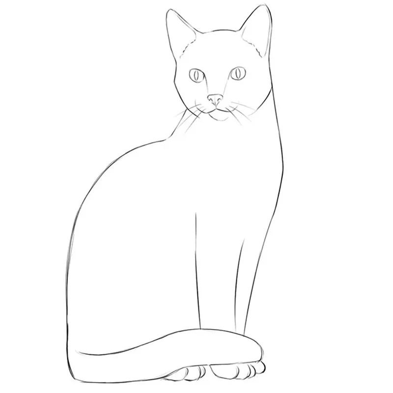 How To Draw A Simple Cat, Step by Step, Drawing Guide, by Dawn - DragoArt