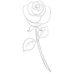 How to Draw a Simple Rose