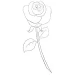 How to Draw a Simple Rose