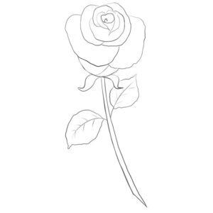 how to draw a simple rose