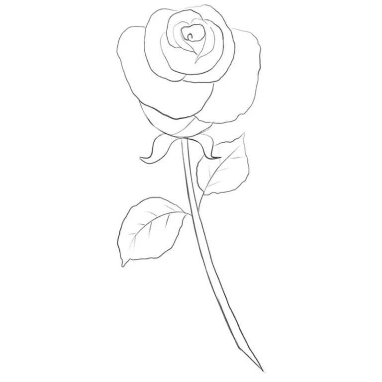 How to Draw a Simple Rose