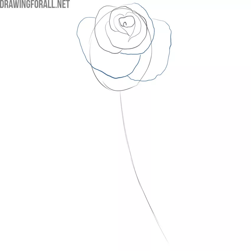 how to draw a simple rose step by step