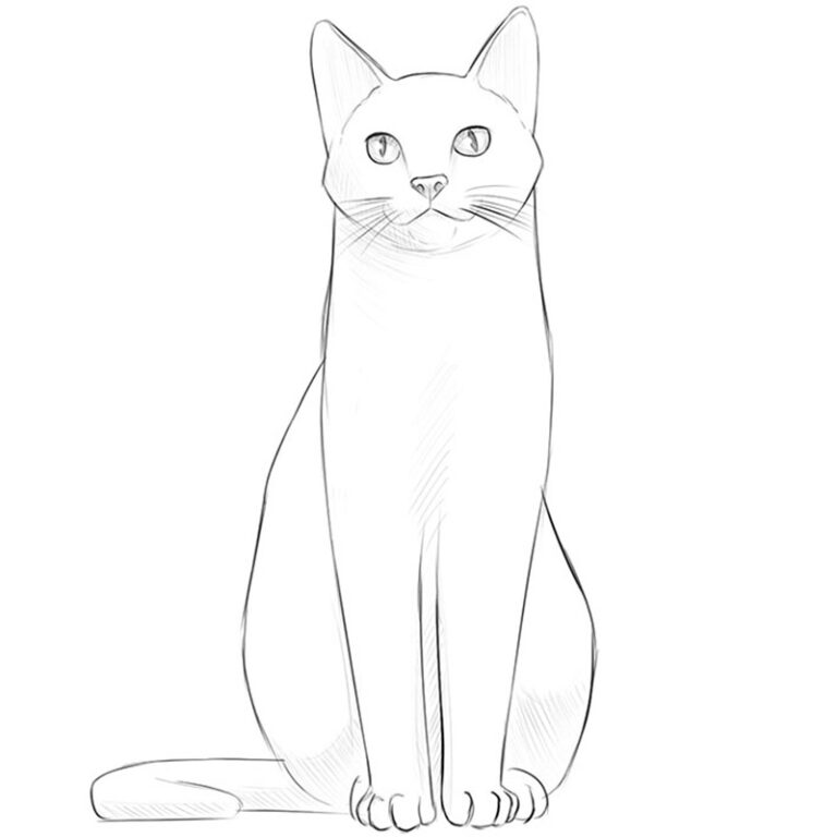 How to Draw a Sitting Cat