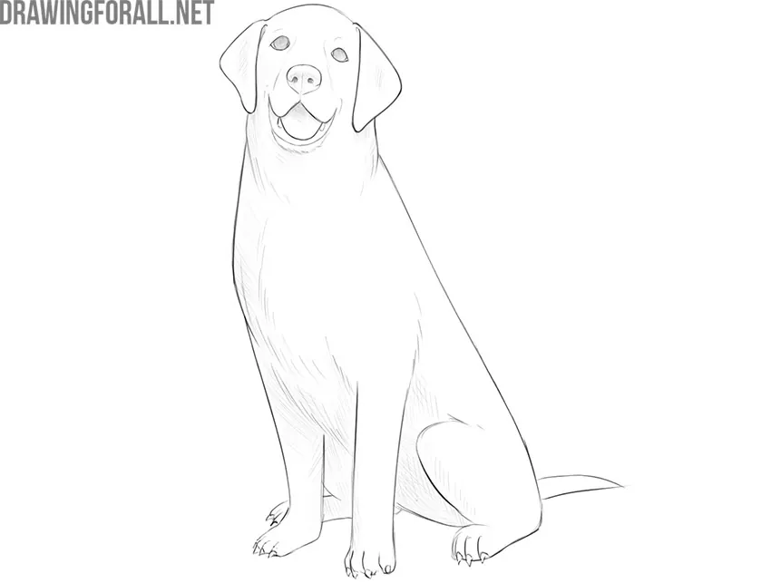 how to draw a sitting dog