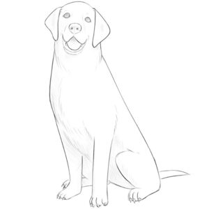 how to draw a sitting dog