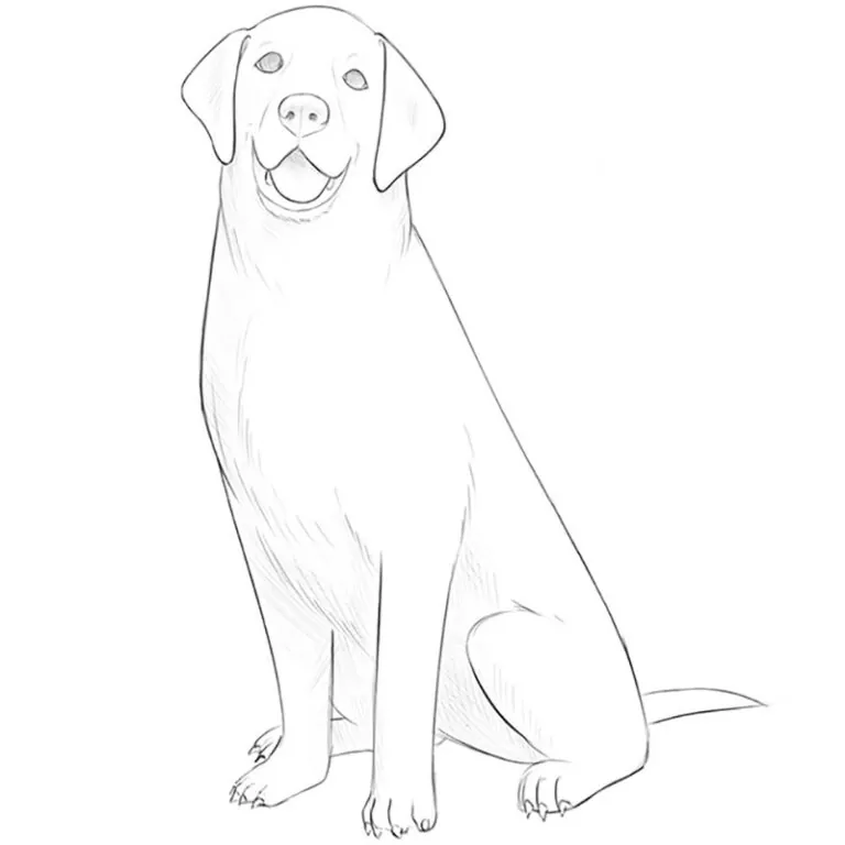 how to draw a sitting dog