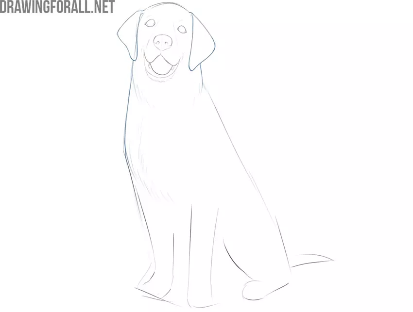 how to draw a sitting dog step by step