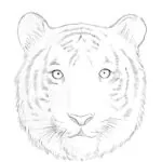 How to Draw a Tiger Face