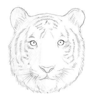 how to draw a tiger face