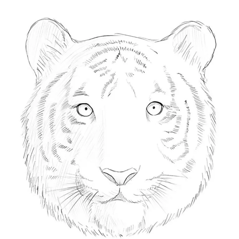 how to draw a tiger face