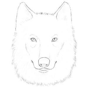 how to draw a wolf face