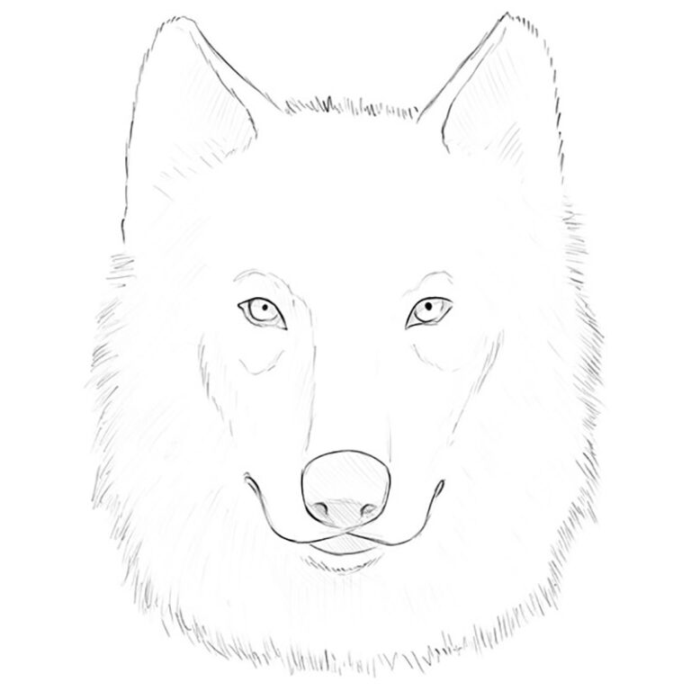 How to Draw a Wolf Face