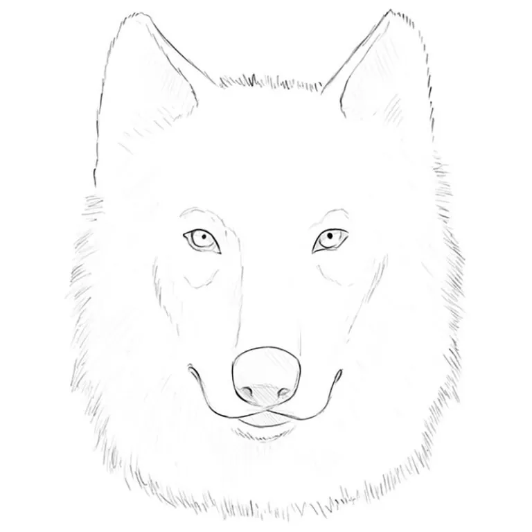 how to draw a wolf face