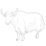 How to Draw a Yak