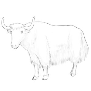 how to draw a yak