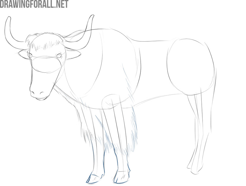 how to draw a yak easy step by step