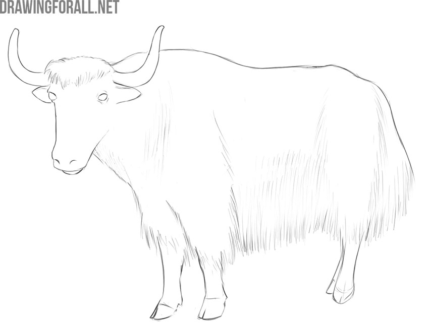 how to draw a yak step by step easy